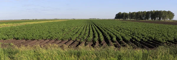 Mooie rijen op veld beplant met aardappelen. — Stockfoto