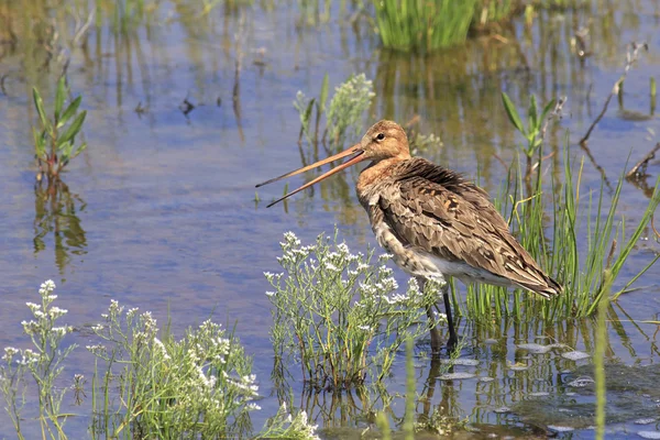 Asiática Dowitcher — Foto de Stock