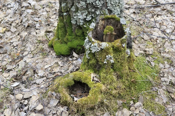 Green moss on an old birch stumps. — Stockfoto