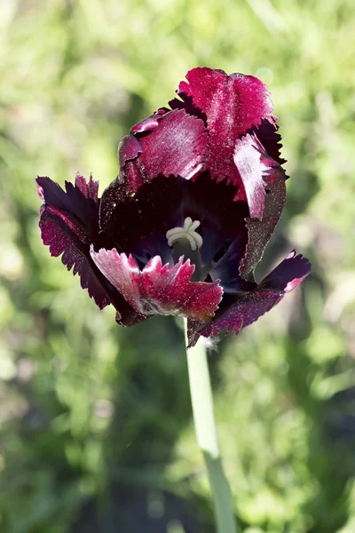Beautiful dark burgundy tulip — Stock Photo, Image