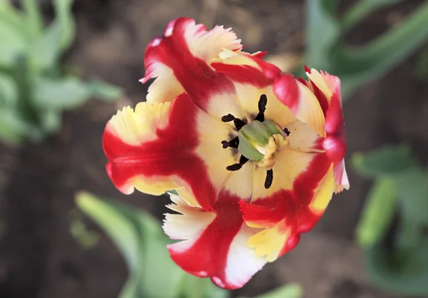 Beautiful Dutch colorful tulip — Stock Photo, Image