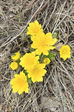 Adonis vernalis