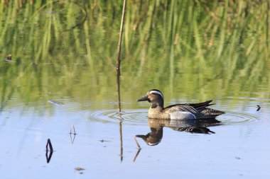Bir su birikintisi içinde yüzmeye Çıkrıkçın.