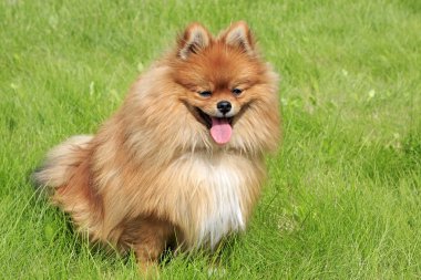Yeşil çimenlerin üzerinde güzel köpek