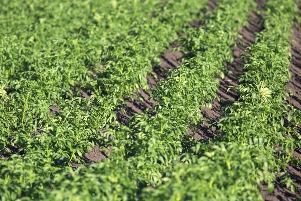 Schöne Reihen auf Feld mit Kartoffeln bepflanzt. — Stockfoto