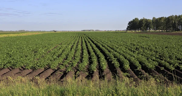 Beautiful rows on field planted with potatoes. — Stock Photo, Image