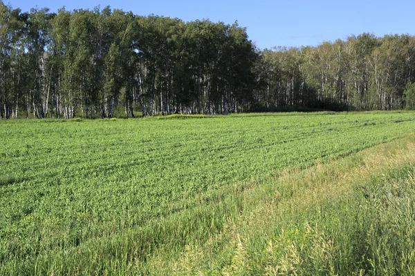 Groene weide beplant met erwten. — Stockfoto