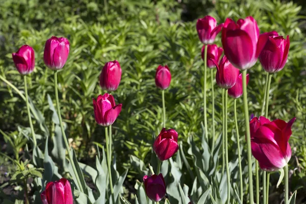 Beautiful crimson tulips — Stock Photo, Image