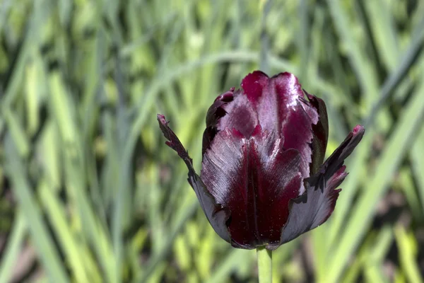 Beautiful dark burgundy tulip — Stock Photo, Image
