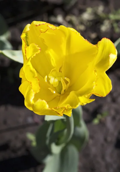 Beautiful yellow tulip — Stock Photo, Image