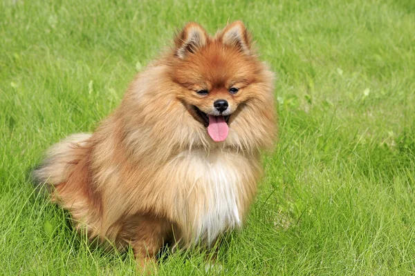 Yeşil çimenlerin üzerinde güzel köpek — Stok fotoğraf