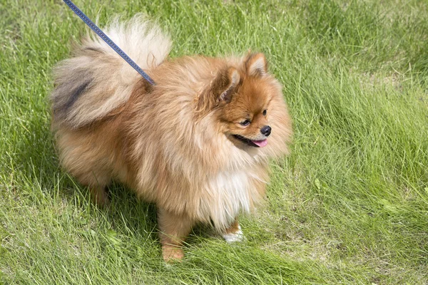 Красивая собака на зеленой траве — стоковое фото