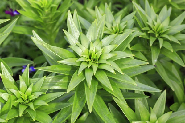 Hermosos tallos de lirio con hojas verdes — Foto de Stock