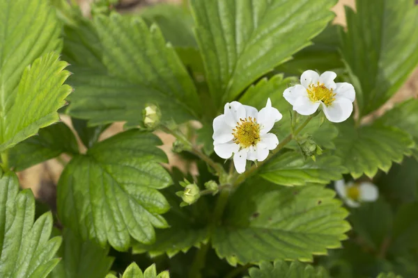 Beautiful blooming bush of strawberries. — Stock Photo, Image