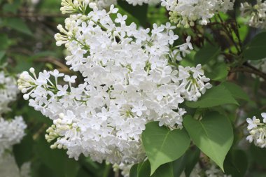 Güzel beyaz leylak dalı.