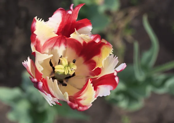 Hermoso tulipán holandés colorido —  Fotos de Stock