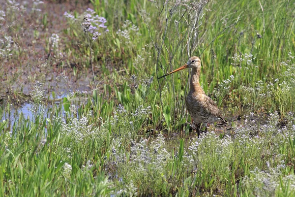 Asiatico Dowitcher — Foto Stock