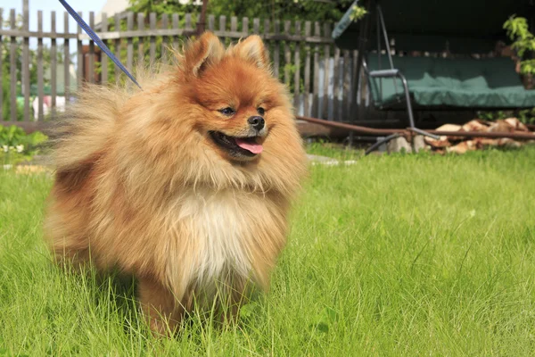 Красивая собака на зеленой траве — стоковое фото