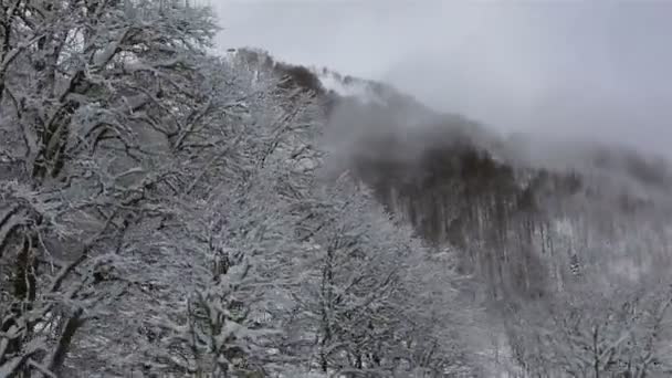 Schöne schneebedeckte Bäume in den Bergen — Stockvideo