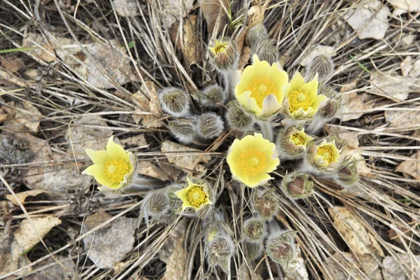 Pulsatilla patens — стокове фото