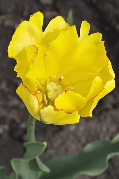 Hermoso tulipán amarillo —  Fotos de Stock