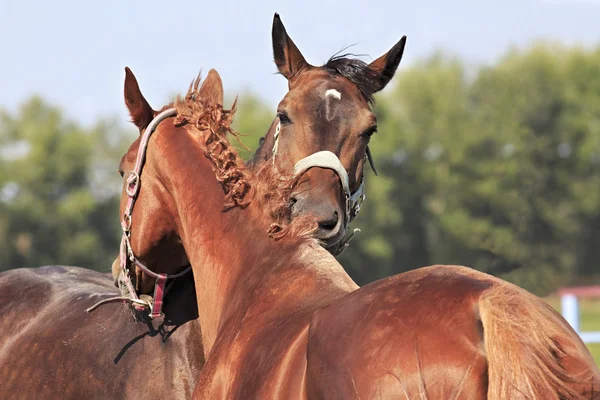 Konie kasztan i czerwony kolor jak każdy inny. — Zdjęcie stockowe