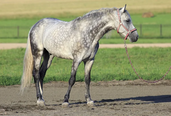 Hermosa raza traje gris Meren Orlov Trotter . —  Fotos de Stock