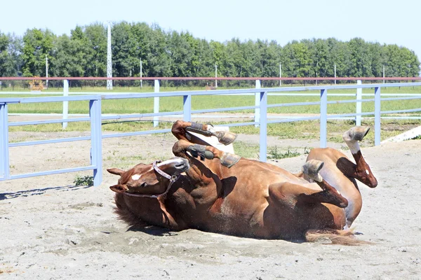 Jeune cheval rouge couché dans le sable . — Photo