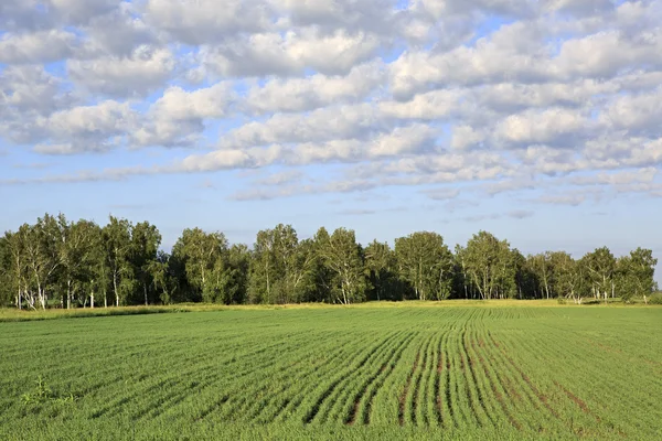 Campo verde con plántulas de cereales . — Foto de Stock