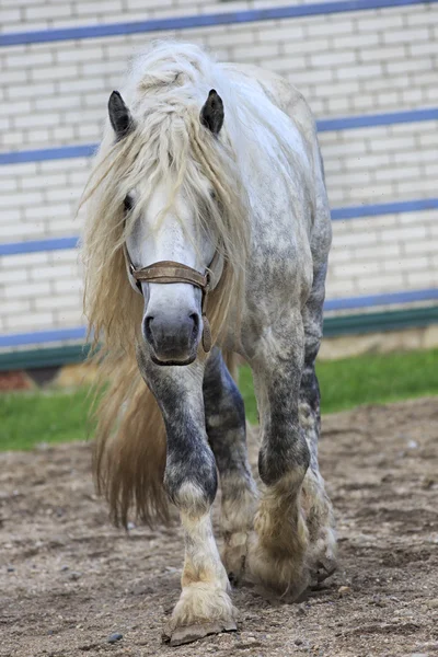 Güzel aygır gri takım doğurmak Percheron. — Stok fotoğraf