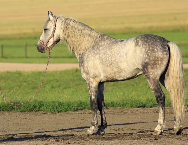 Güzel Amerikalı gri takım doğurmak Orlov Trotter. — Stok fotoğraf