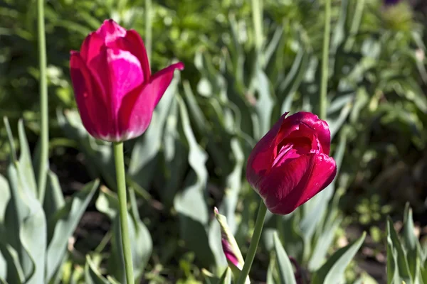 Beautiful crimson tulips — Stock Photo, Image