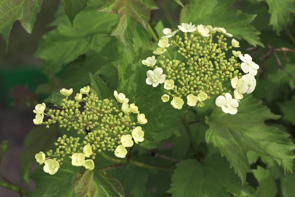 Inflorescencia en un arbusto viburnum rojo . — Foto de Stock