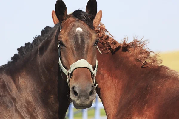 2 つの首と 4 つの耳と 1 つのヘッド. — ストック写真