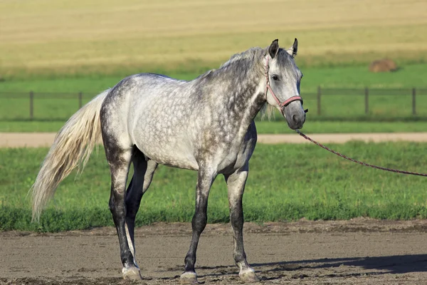 Hermosa raza traje gris Meren Orlov Trotter . —  Fotos de Stock