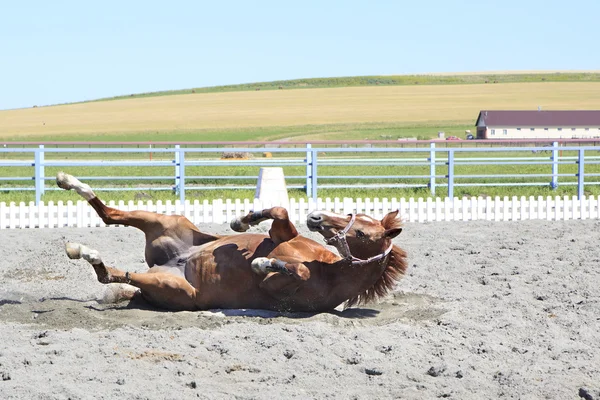 Joven caballo rojo tirado en la arena . — Foto de Stock