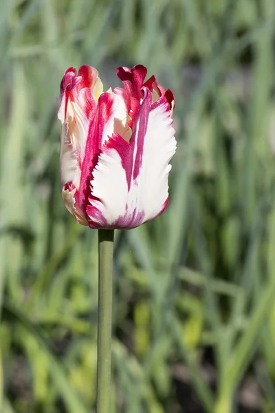 Beautiful Dutch colorful tulip — Stock Photo, Image