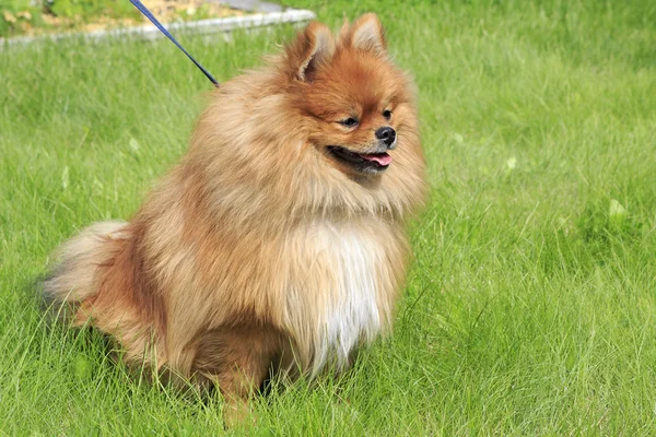 Schöner Hund auf grünem Gras — Stockfoto