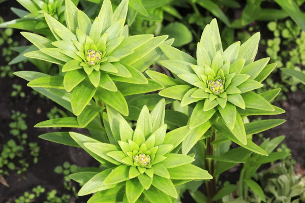 Lindos caules de lírio com folhas verdes — Fotografia de Stock