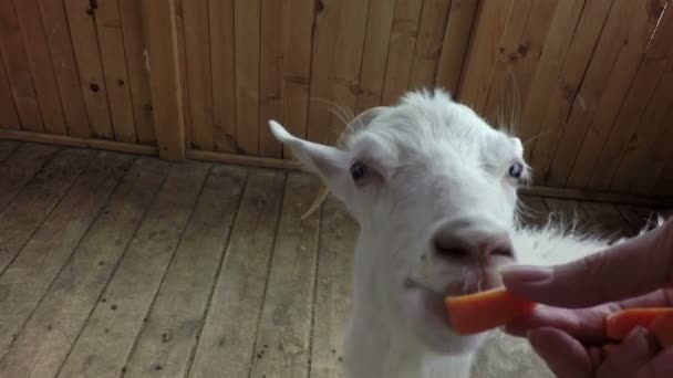 Cabra branca comendo cenoura . — Vídeo de Stock