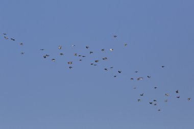 Gökyüzünde uçan güvercin sürüsü.