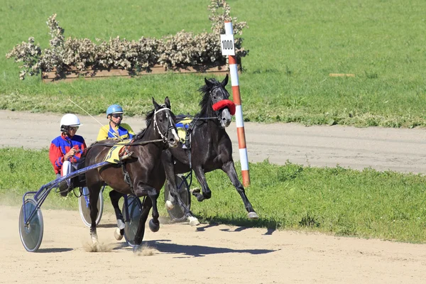 Carreras de caballos en el hipódromo Sibirskoe podvorie — Foto de Stock