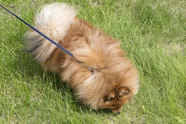 在绿色草地上漂亮的小狗 — 图库照片