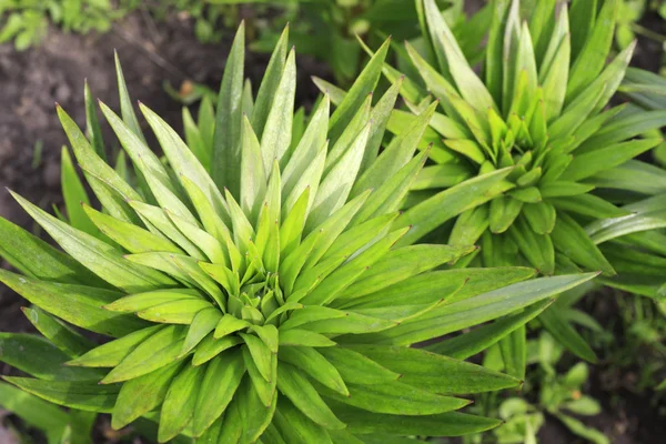 Lindos caules de lírio com folhas verdes — Fotografia de Stock