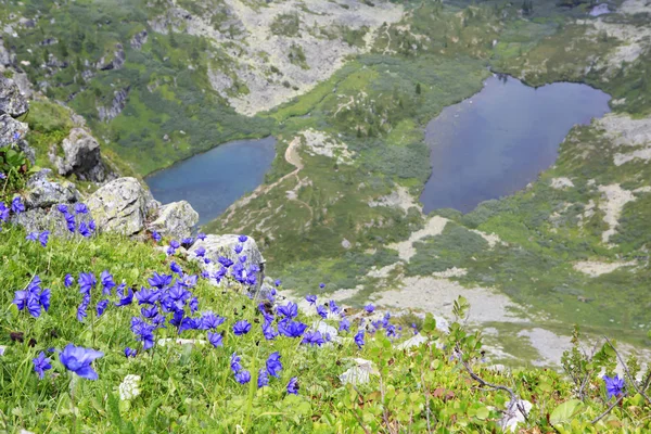 Hermosas flores alpinas en el fondo de los lagos de Karakol . — Foto de Stock