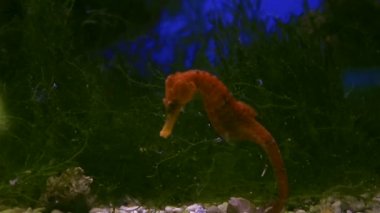 Küçük deniz ile ilgili balıkçı cins Hippocampus hippocampus olduğunu.