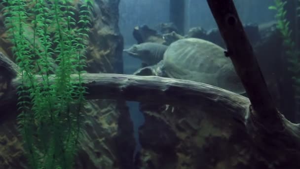 Tortue molle chinoise — Video