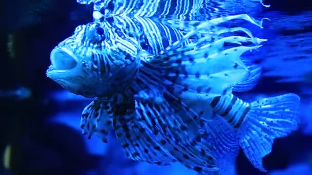 Kırmızı lionfish aile Scorpaenidae zehirli, mercan kayalığı balıktır — Stok video