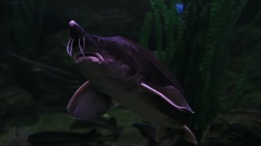 Acipenser Mersin cinsidir.