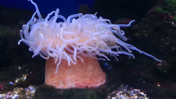 Zeeanemonen zijn roofzuchtige dieren van orde Actiniaria. — Stockvideo